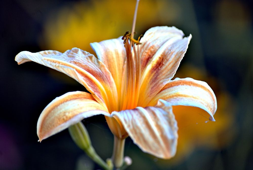 Photograph by Юлия Шадрина