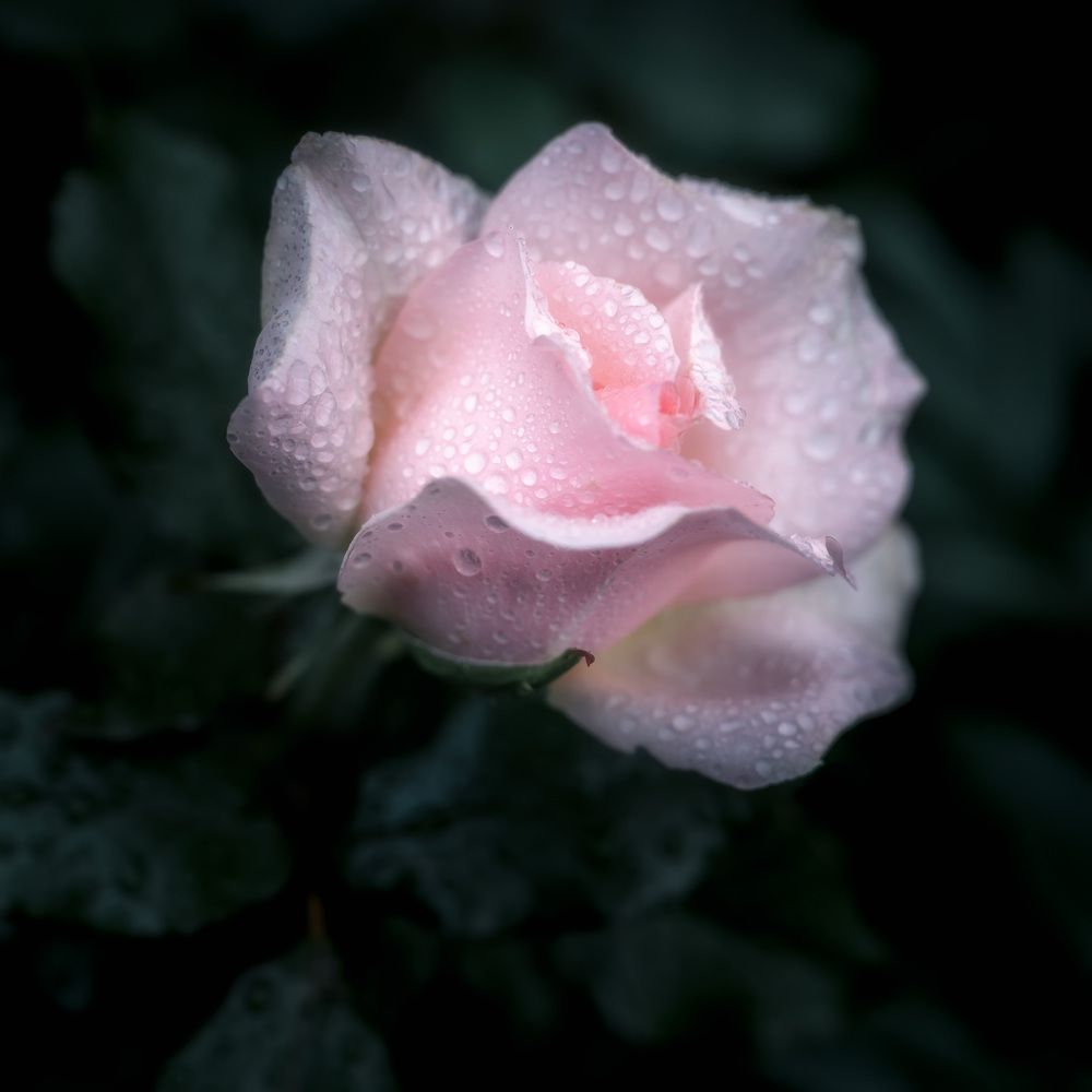 Фотография автора Васильев Андрей