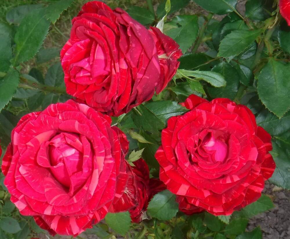 Photograph by Елена Сухорученкова