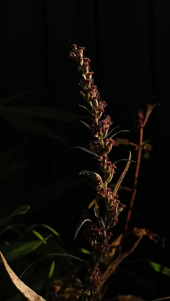 Фотография автора Вероника Пунгина