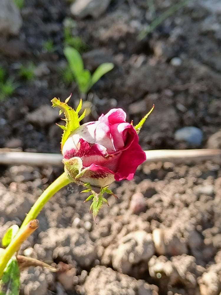 Фотография автора Вероника Пунгина