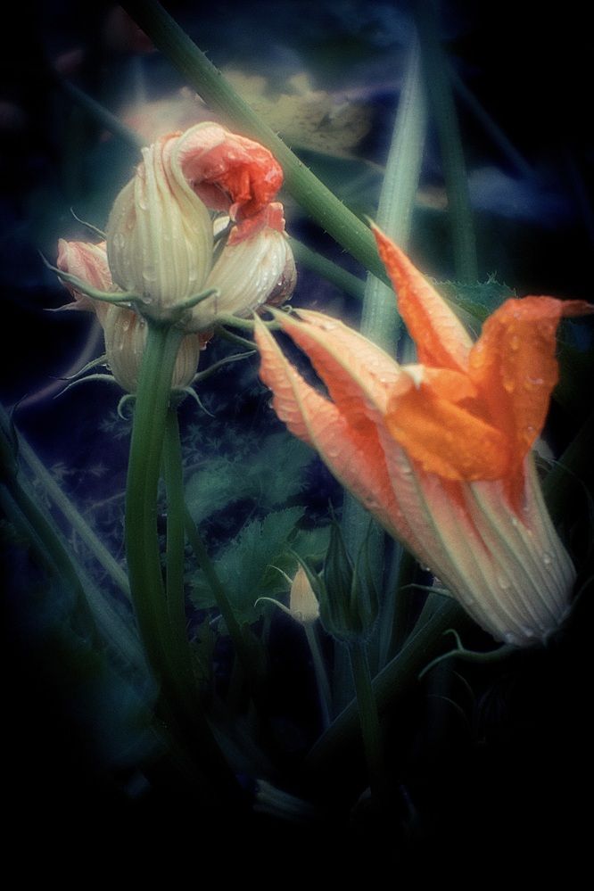 Photograph by Оксана Серёгина