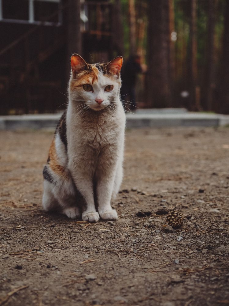 Photograph by Виктория Матушкина