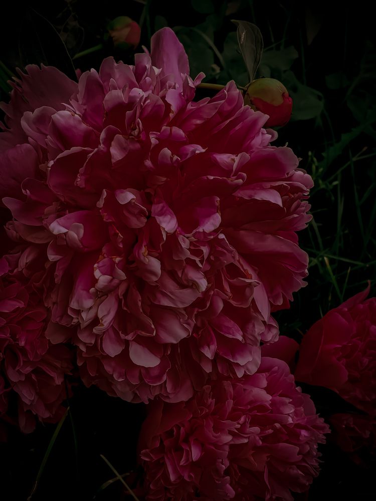 Photograph by Дайана