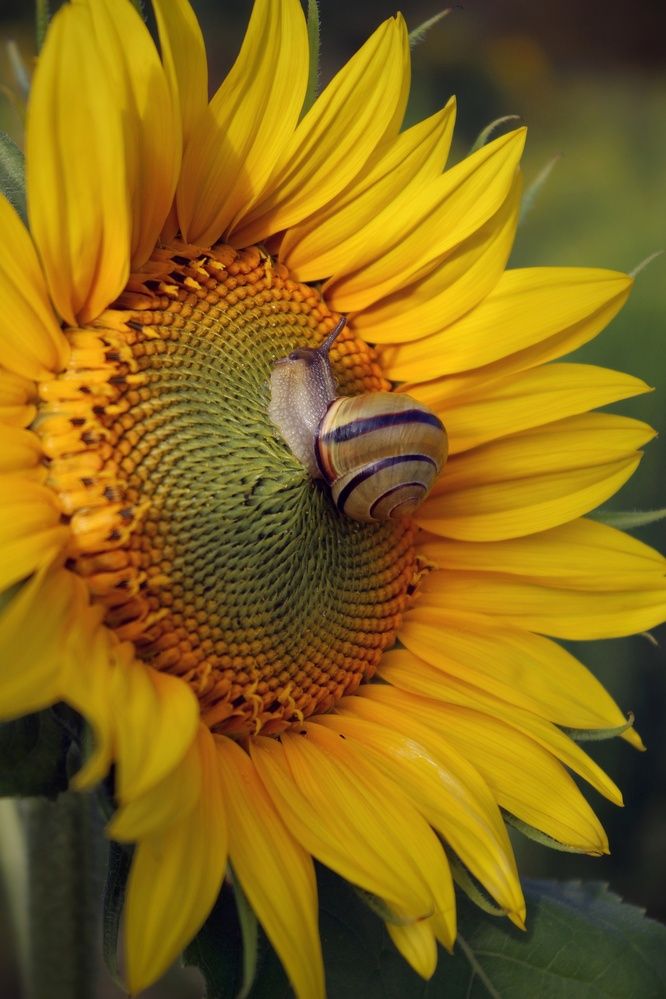 Photograph by Татьяна Сычёва