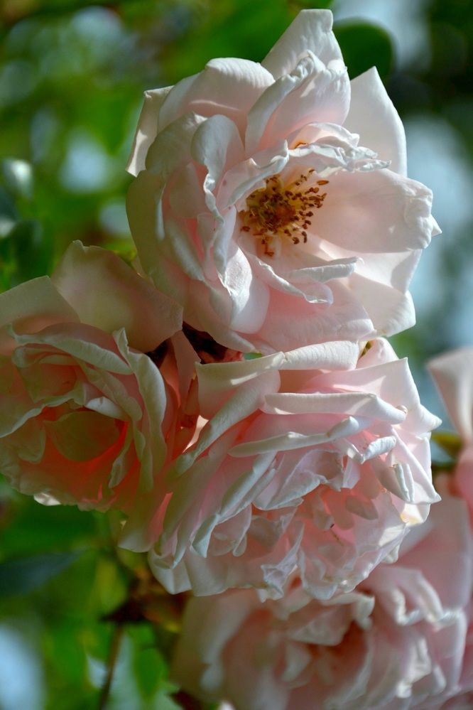 Фотография автора Анатолий Борисенко