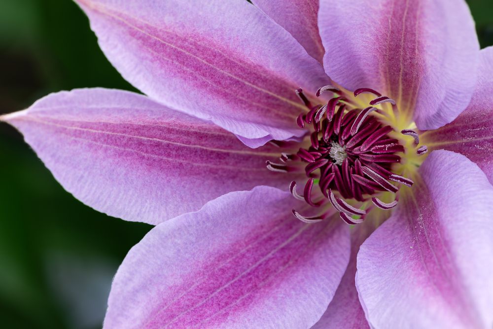 Photograph by Suzuki Ryuta