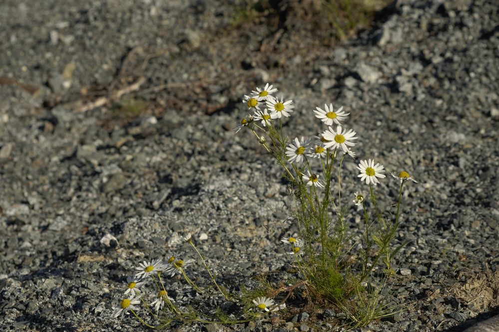 Photograph by Дмитрий Гривцов