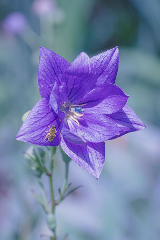 Photograph by Suzuki Ryuta