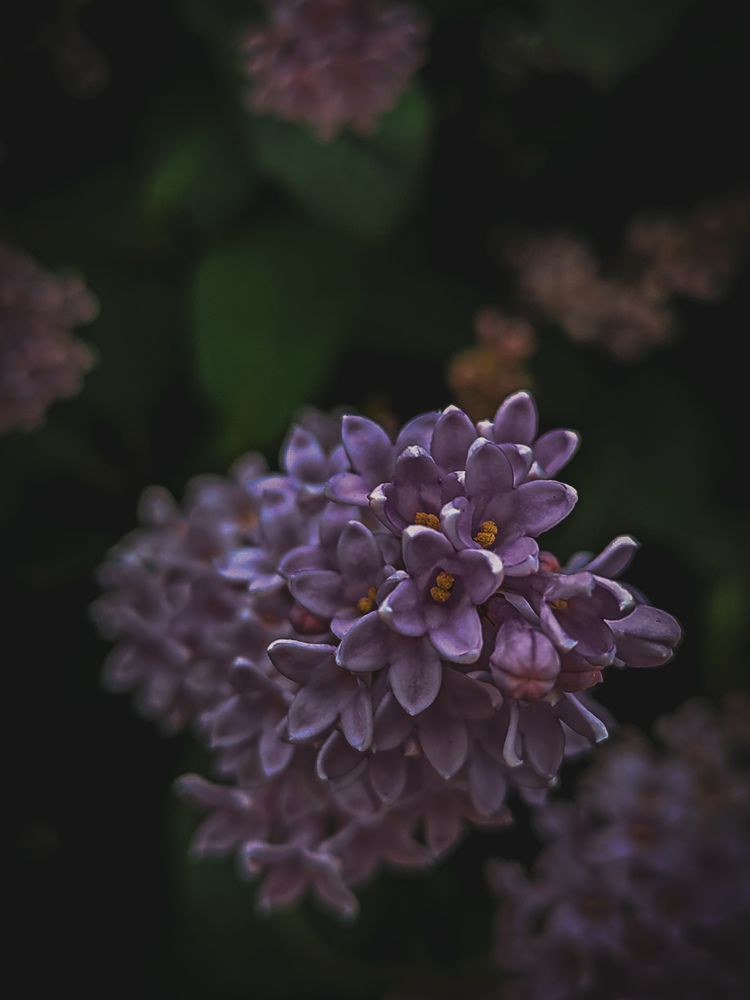 Photograph by Дайана