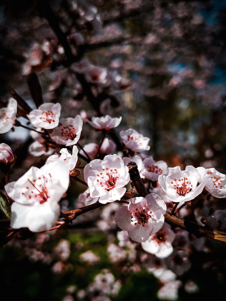 Photograph by Дайана