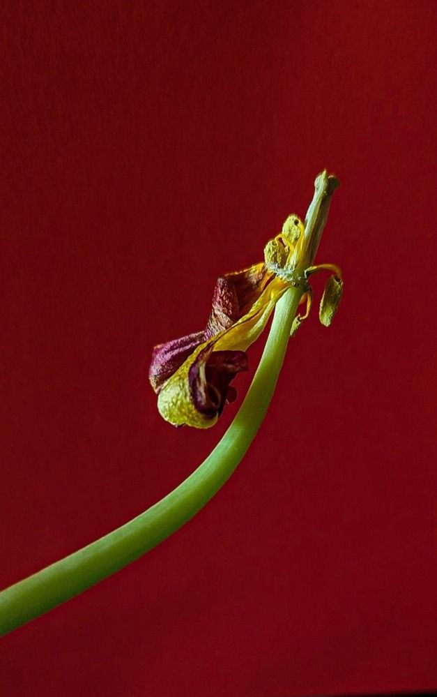 Photograph by Елена Бородулина