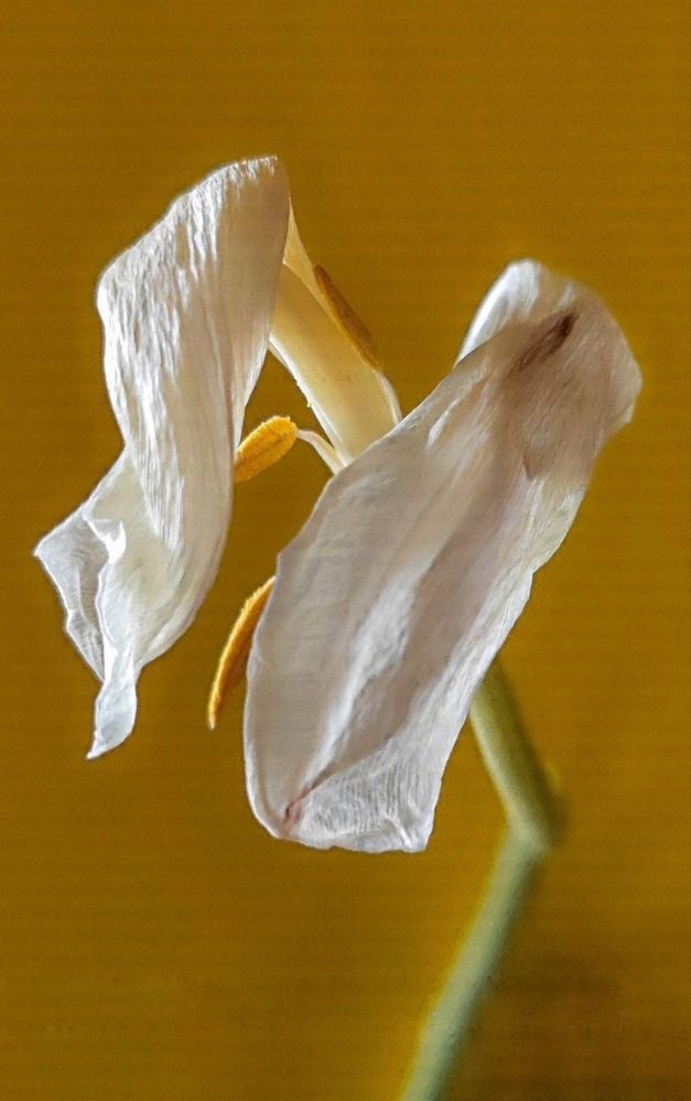 Photograph by Елена Бородулина