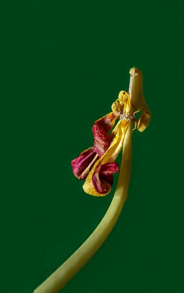 Photograph by Елена Бородулина