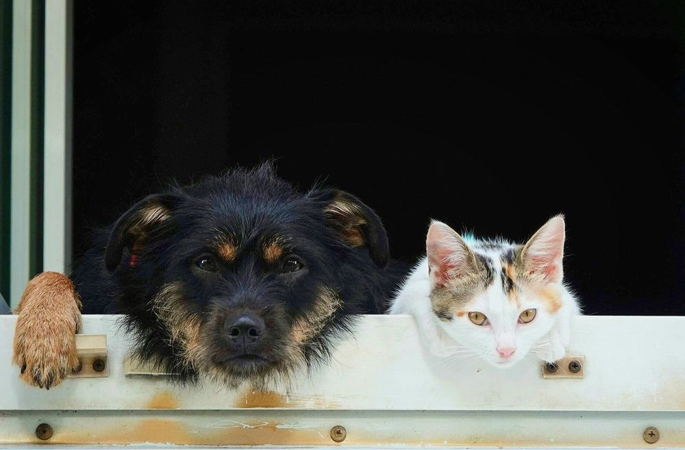 Полная идилия.