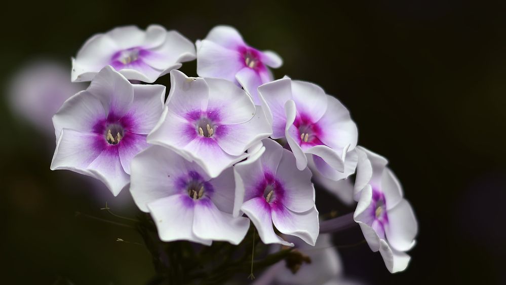 Photograph by Алексей Парамонов