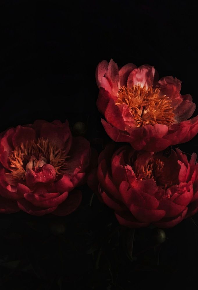 Photograph by Олеся Хижко