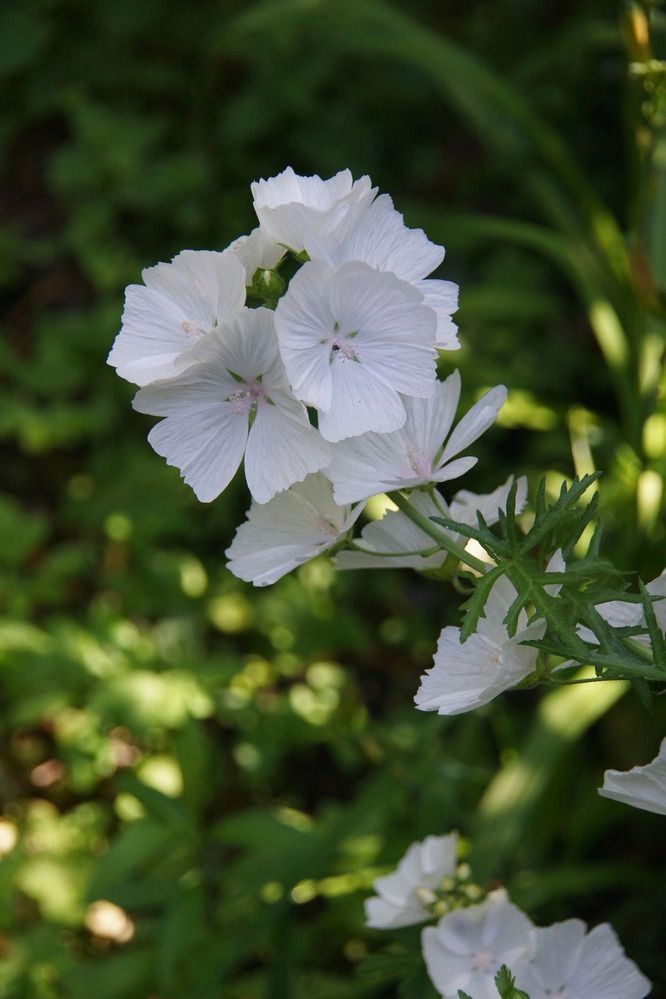 Photograph by Марина Мирошниченко