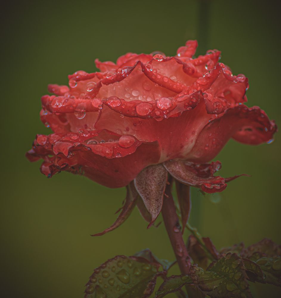 Photograph by Кокорин Алексей