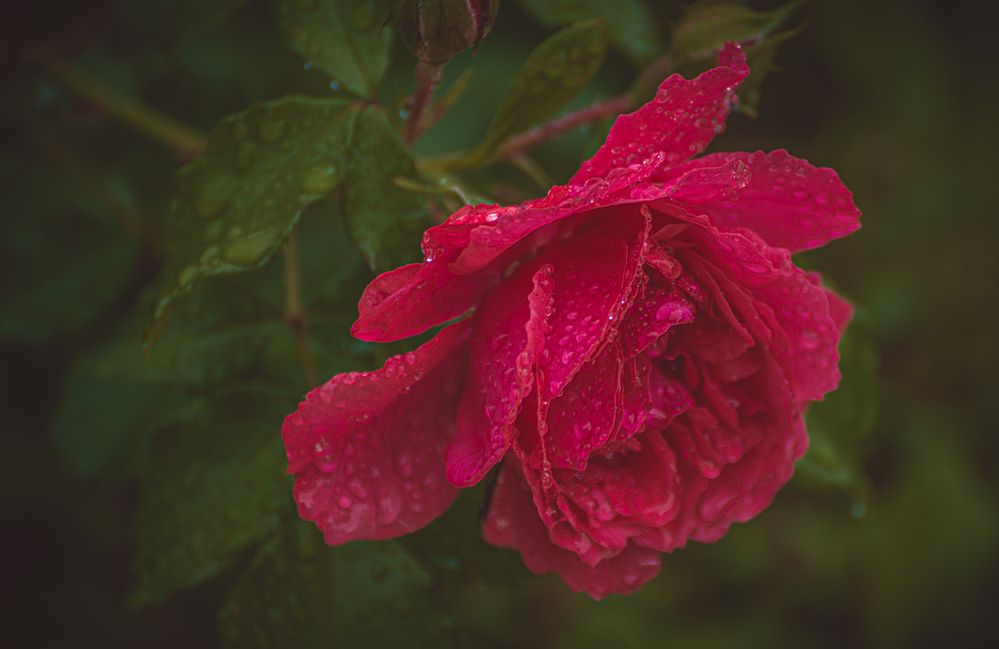 Photograph by Кокорин Алексей