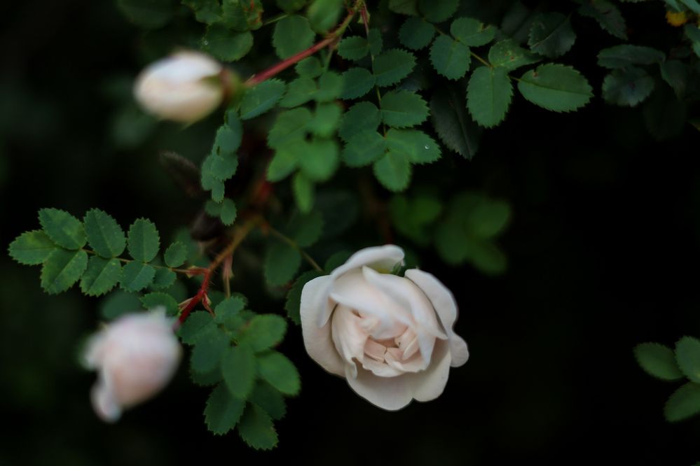 Городские цветы