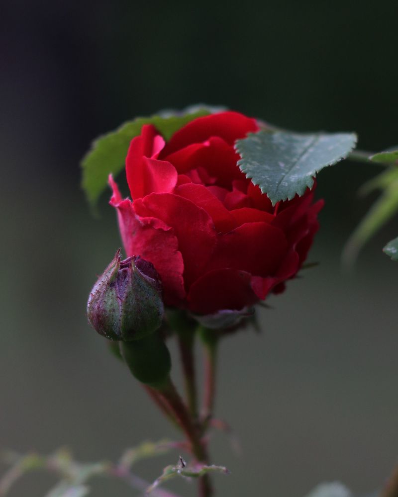 Photograph by Мария Данилина