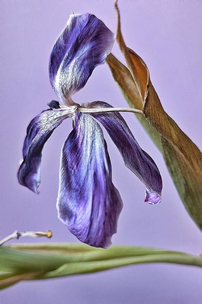 Photograph by Елена