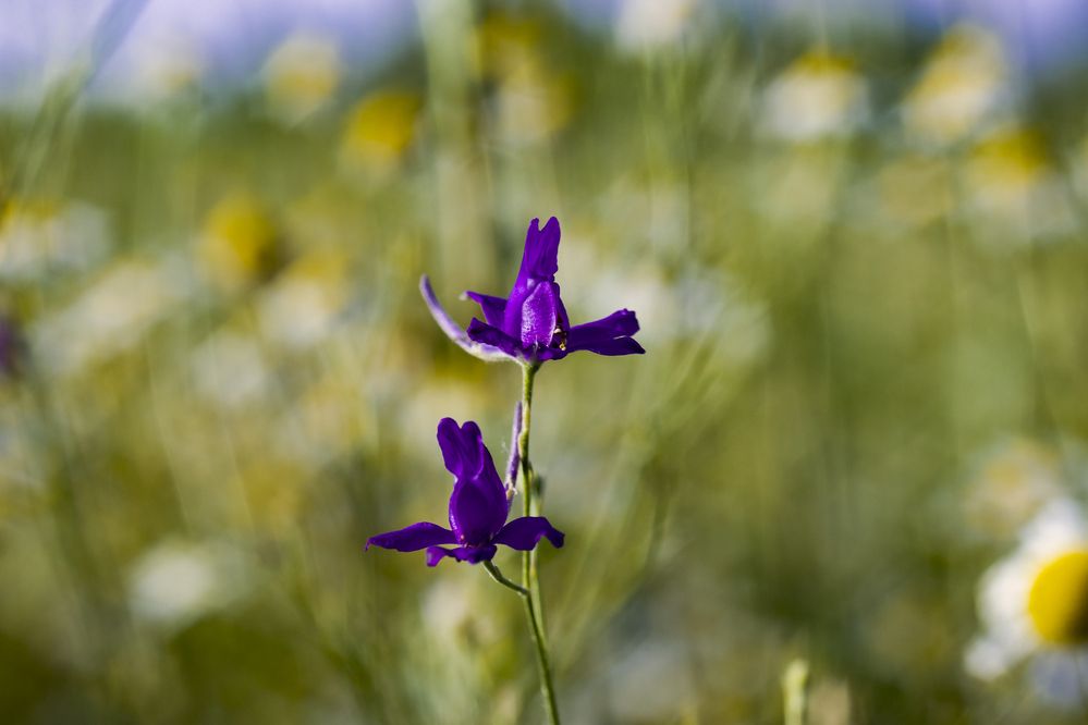 Photograph by Ирина Шибитова