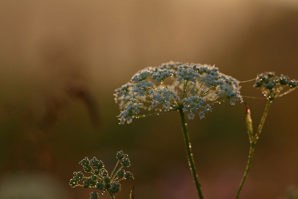 Photograph by Виктория Шажко