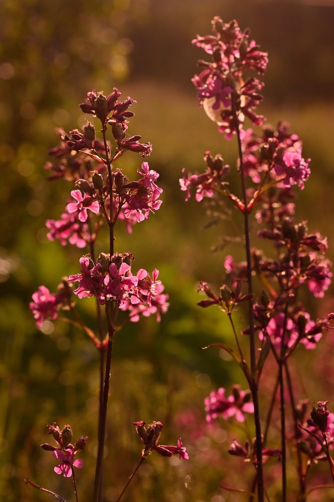 Photograph by Виктория Шажко
