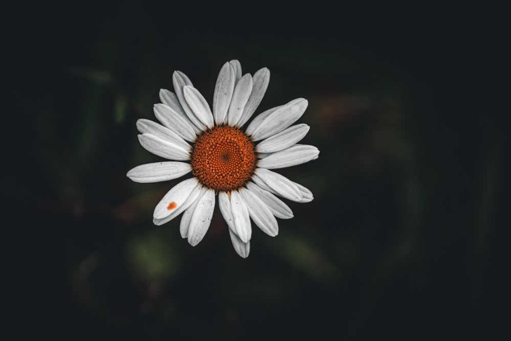 Photograph by Александра Гугина
