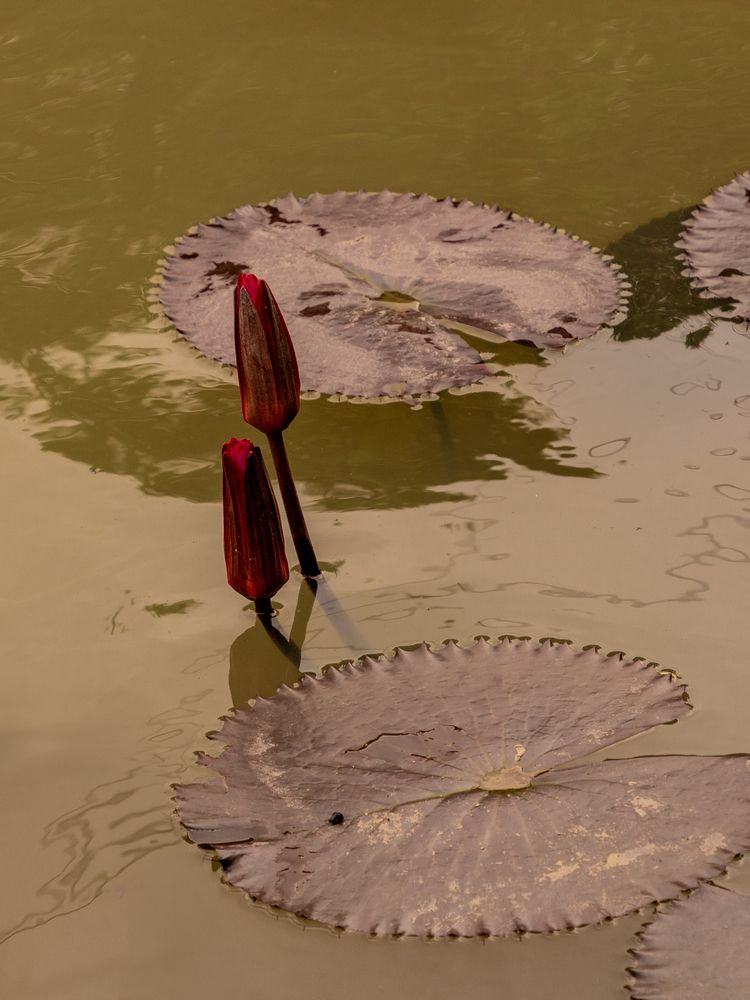 Photograph by Anna Amarova