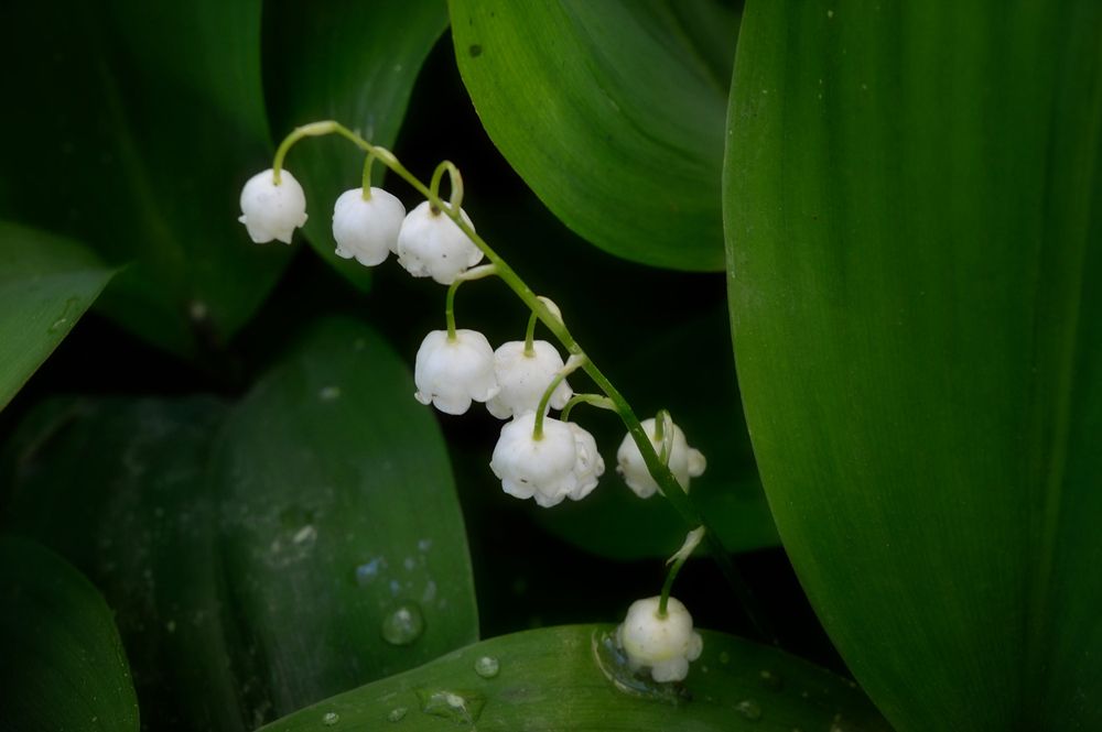 Photograph by Ирина Александрович