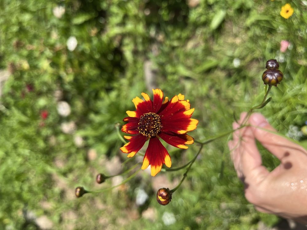 Coreopsis tinctoria