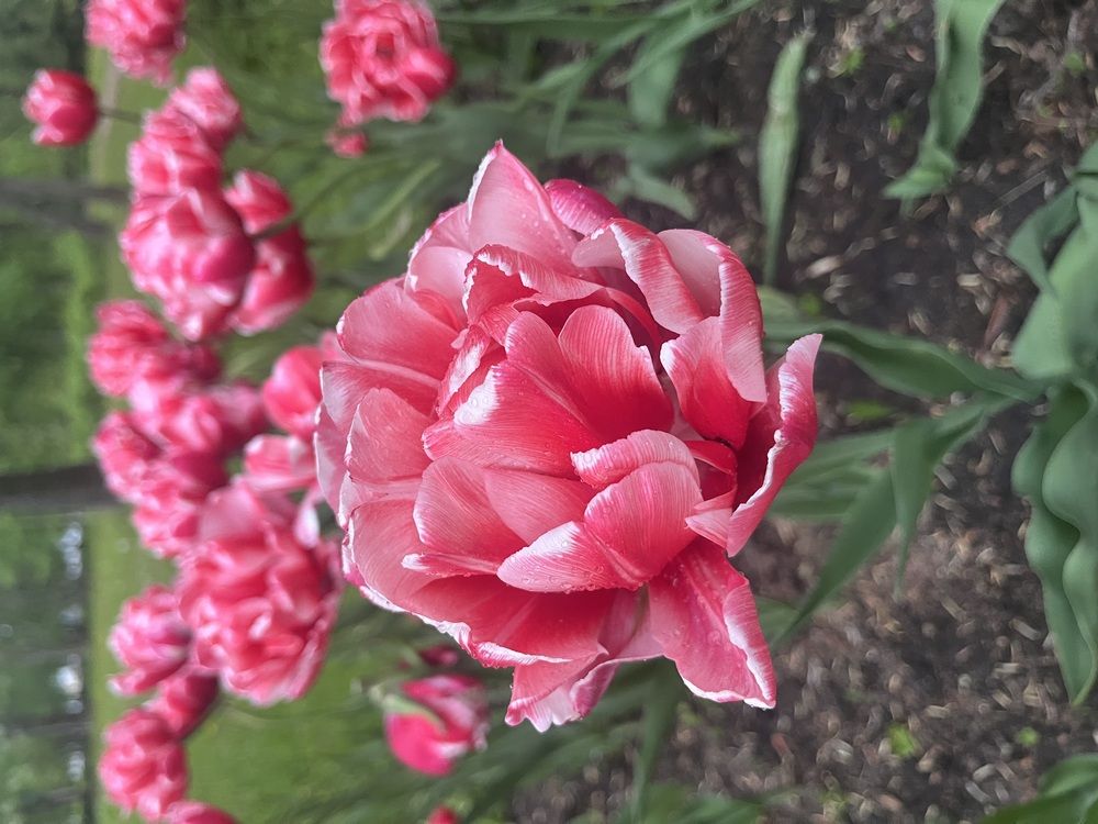 Photograph by Анастасия Бардыкина