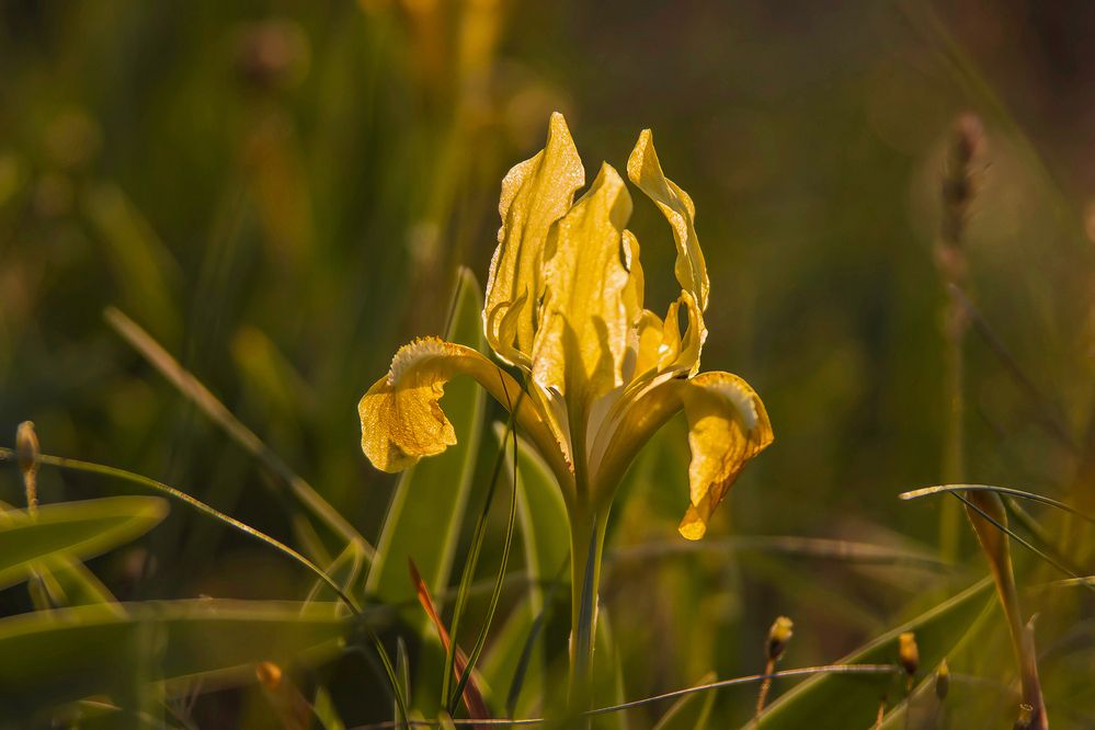Photograph by Ирина Шибитова