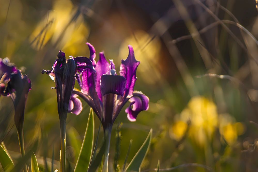 Photograph by Ирина Шибитова