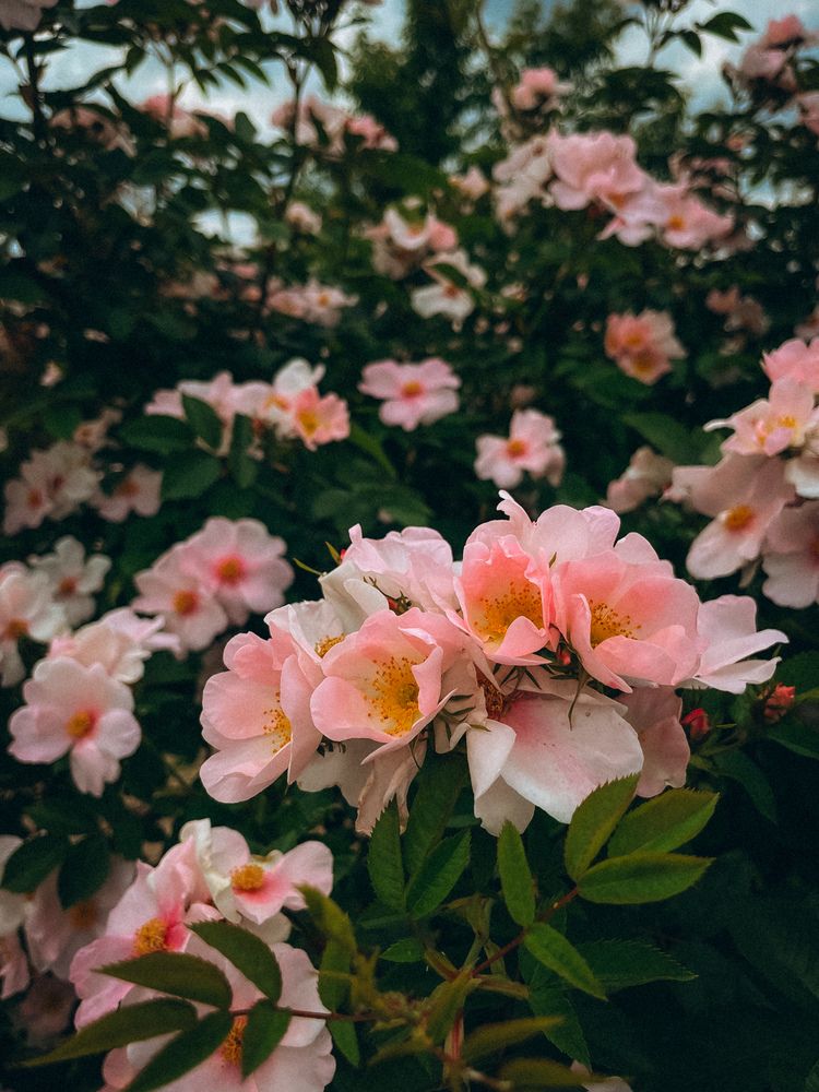 Фотография автора Марина