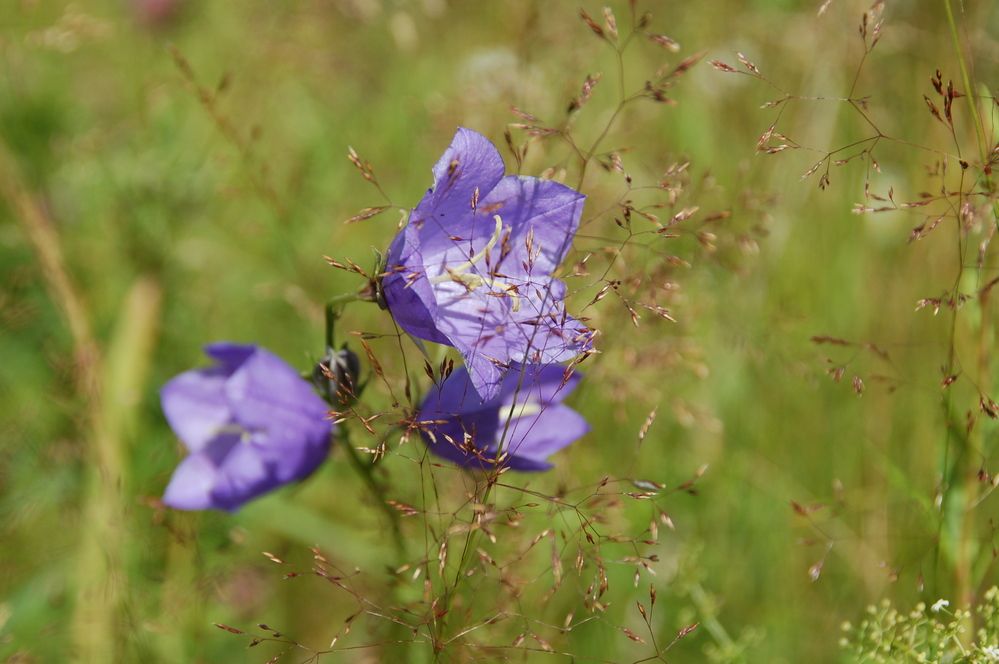 Колокольчики мои.