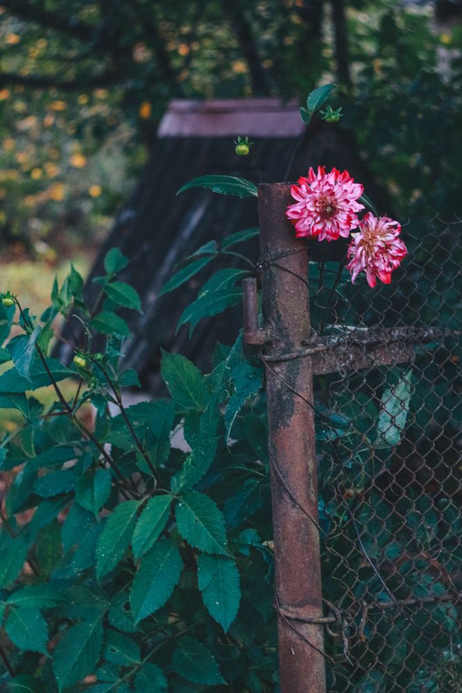 Photograph by Катрина Покумейко