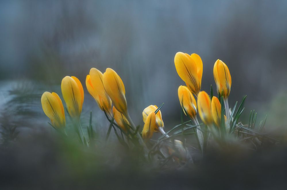 Photograph by Панова Зоя