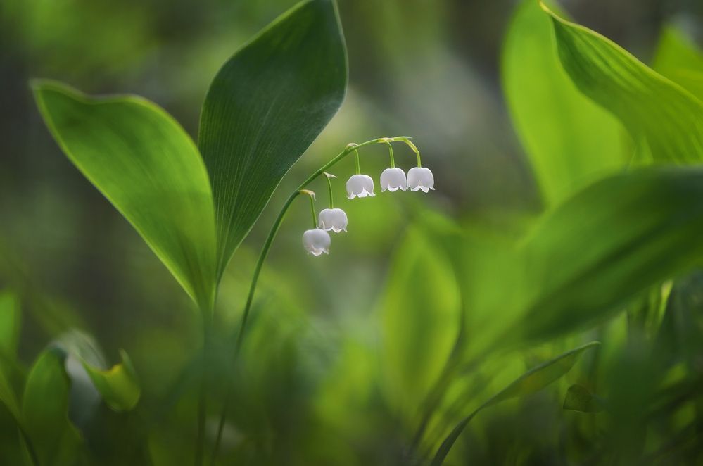 Photograph by Панова Зоя