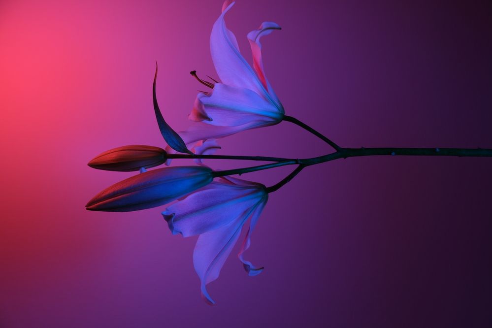 Photograph by Мария Чучелите-Майченко