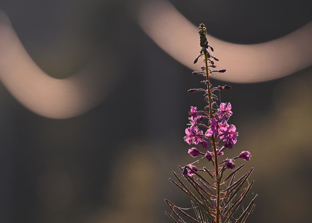 Photograph by Виктория Шажко