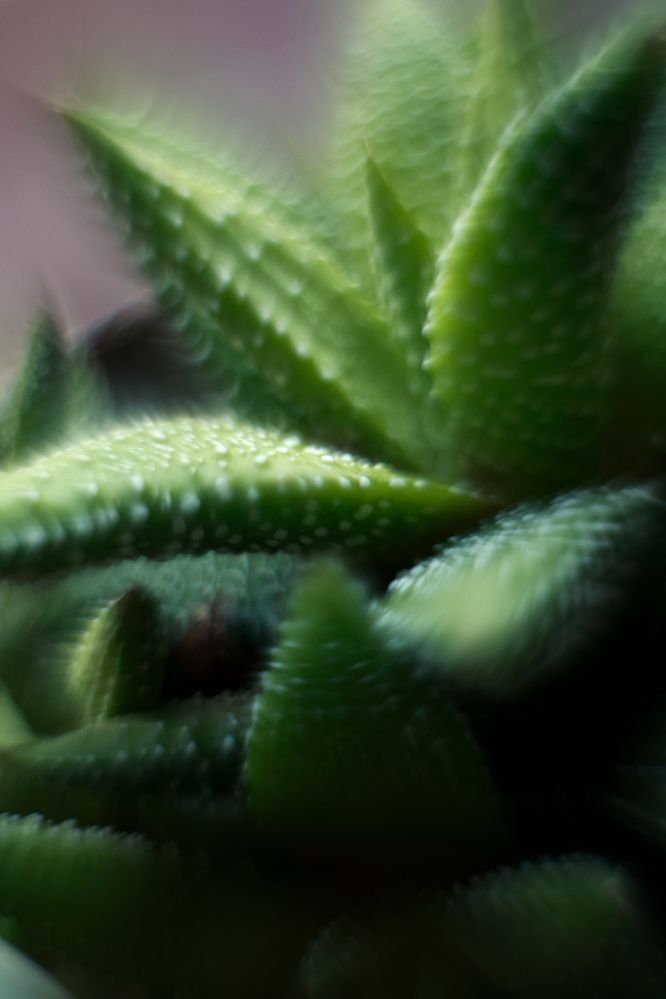 Photograph by Evgeniya Gribova