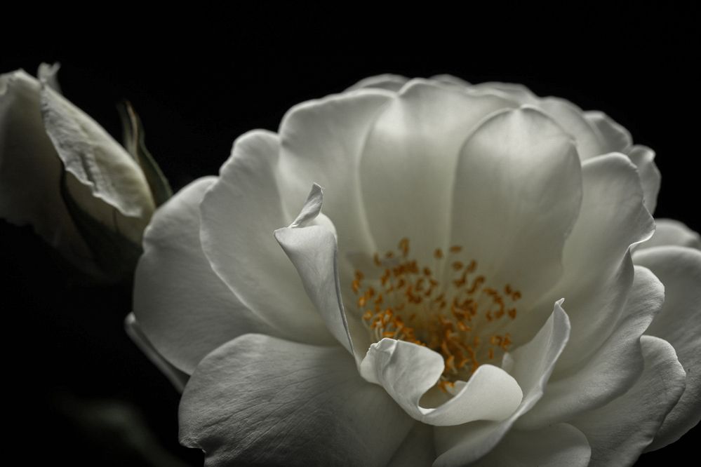 Photograph by Елена Трубицына