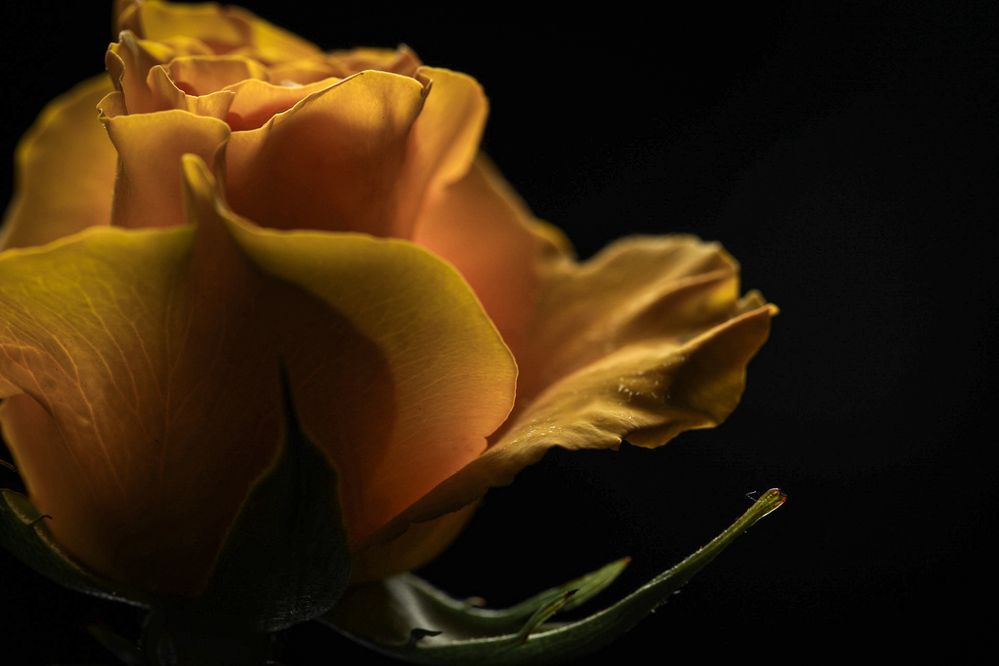 Photograph by Елена Трубицына