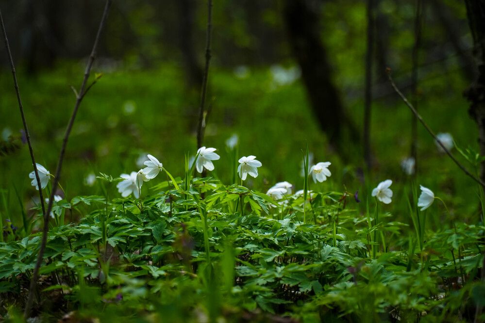 Photograph by Барашкова Екатерина