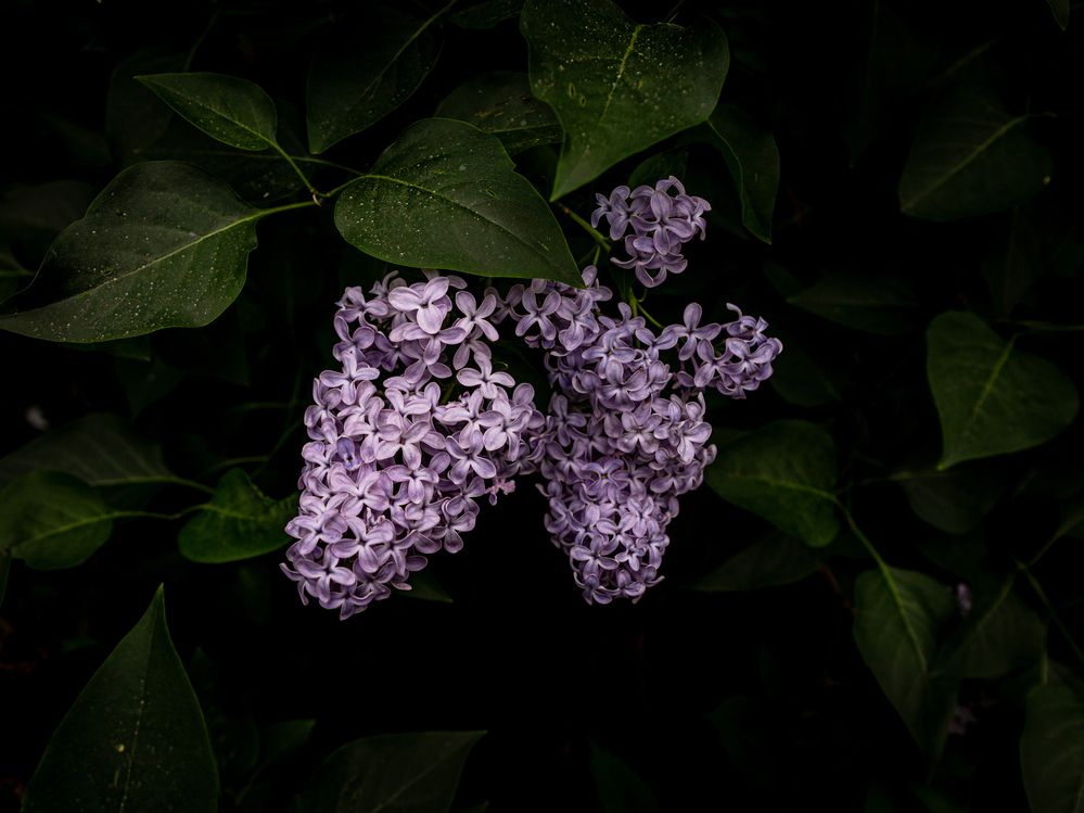 Photograph by Anna Amarova