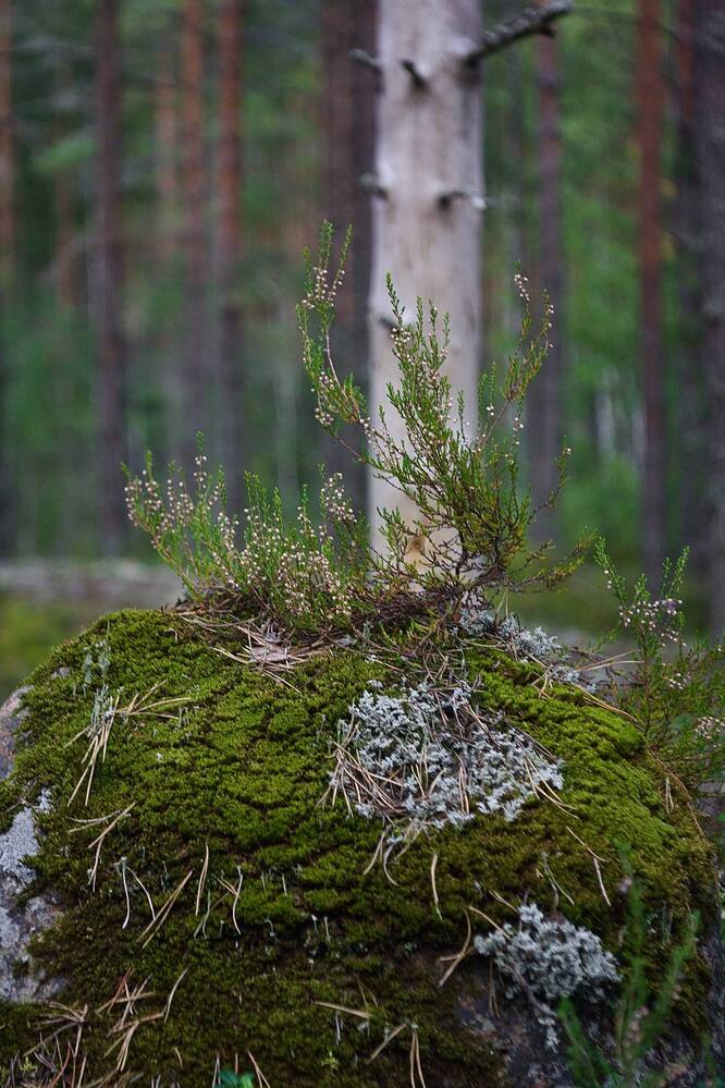 Фотография автора Ярослав Качура